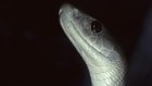 Afrique du Sud: le serpent mamba noir est un important allié pour mesurer la pollution de l’air, révèle une étude