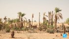 En Mauritanie, les oasis menacées par le réchauffement climatique