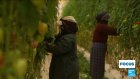 Tomates marocaines : l'envers du décor dans les mégafermes d'Agadir