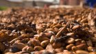 Le prix du cacao durable fait débat à la Conférence mondiale de Bruxelles