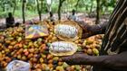 Côte d'Ivoire: l'Etat va acheter les stocks de cacao pour résoudre la crise
