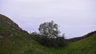 Annonce de la peine pour deux hommes qui ont abattu l'arbre le plus célèbre d'Angleterre