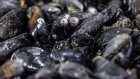 Pesticides et médicaments retrouvés sur tout le littoral français