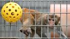 Les Etats-Unis veulent limiter l'utilisation de singes par la recherche