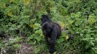 Gorilles en habitat surpeuplé au Rwanda : la moitié des bébés tués par les mâles dominants