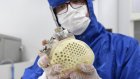 Coeur artificiel: Carmat obtient un nouveau délai pour tenter de trouver un repreneur