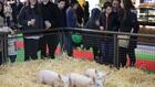 Au Salon de l'agriculture, les cloches et la viande mais pas les vaches