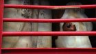 Transport des bêtes: une loi à l'arrêt sur le bien-être animal en Europe