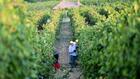 Des vendanges en juillet, du jamais-vu dans le nord de l'Italie