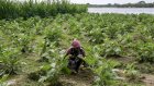Dans les villages du Bangladesh, le retour de la grande peur des serpents