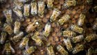 Abeilles et pesticides: la science face au retour possible des néonicotinoïdes