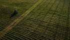 La surexposition aux pesticides des riverains des vignes démontrée par une vaste étude