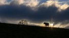 En Savoie, des milliers de vaches coincées en alpage pour cause d'épizootie