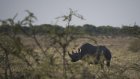La Namibie envoie des renforts militaires pour combattre un important incendie dans la réserve d'Etosha