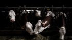 Dermatose des bovins: vaccination obligatoire et abattage total dans les foyers d'infection
