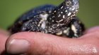 Aux abords du Rhin, la délicate réintroduction de tortues d'eau