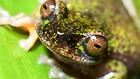 Nocturne et amatrice de café: une nouvelle espèce de grenouille découverte au Costa Rica