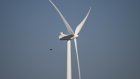 L'Afrique du Sud s'efforce de protéger les oiseaux des éoliennes