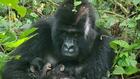 RDC: naissance rare de jumeaux gorilles de montagne dans le parc national des Virunga
