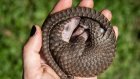 Au Congrès mondial de l'UICN, une nouvelle liste rouge d'animaux menacés