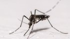 Chikungunya: la hausse des cas autochtones ralentit dans l'Hexagone