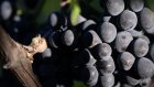 Climat: des vendanges 2025 particulièrement précoces mais de bonne qualité
