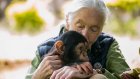 Jane Goodall, l'ambassadrice des chimpanzés