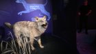 Chien, cochon d'Inde et clémentines: l'épopée vertigineuse de la domestication retracée à Toulouse