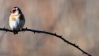 Trafic d'espèces protégées d'oiseaux, le procès renvoyé au 15 janvier