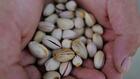 Lentilles, pistaches: des vignerons du Sud se tournent vers des cultures d'avenir