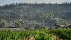 La vigne, un coupe-feu naturel qui s'estompe dans les Corbières