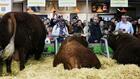 Salon de l'agriculture: pas de concours pour les vaches, présence symbolique en discussion