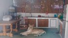 Thaïlande: un garçon hospitalisé après avoir été attaqué par une lionne