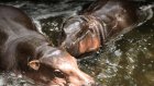 Hippo Birthday: Moo Deng fête son premier anniversaire en Thaïlande