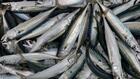 Maquereau: les scientifiques recommandent une baisse des captures de 11% dans l'Atlantique