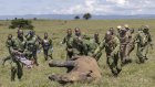 Déplacer un rhinocéros, mode d'emploi
