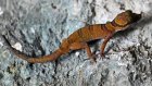 Du karst cambodgien jaillissent de nouvelles espèces animales