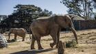 Les derniers éléphants du zoo de Johannesburg au coeur d'une féroce bataille judiciaire