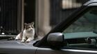 Quatre choses à savoir sur Larry le chat, qui fête ses 15 ans à Downing Street
