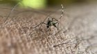 Chikungunya: le virus circule toujours activement à Mayotte