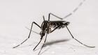 Santé: l'épidémie de chikungunya s'achève en métropole