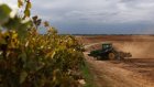 A la peine, les viticulteurs californiens abandonnent leurs vignes