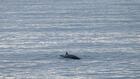 Islande : présentation début 2027 d'un projet de loi qui pourrait interdire la chasse à la baleine
