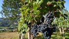 Les vendanges 2025 revues en baisse, minées par la canicule