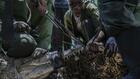 Au Kenya, des crocodiles déplacés parce qu'ils menacent les habitants