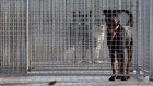 Abandon de chiens et chats: 38.000 prises en charge refusées en 2024 faute de place, selon la SPA