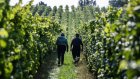 Dans le nord de l'Allemagne, le changement climatique chamboule la viticulture