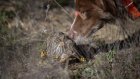 En Afrique du Sud, des chiens renifleurs à la rescousse de tortues bosselées