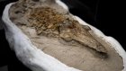 Pérou : découverte d'un fossile de dauphin vieux de 12 millions d'années