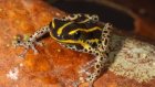 Une nouvelle espèce de grenouille venimeuse découverte en Amazonie péruvienne